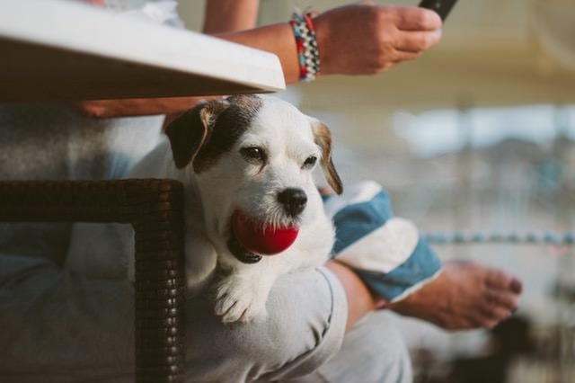 a dog in a woman's lap with a ball in its mouth