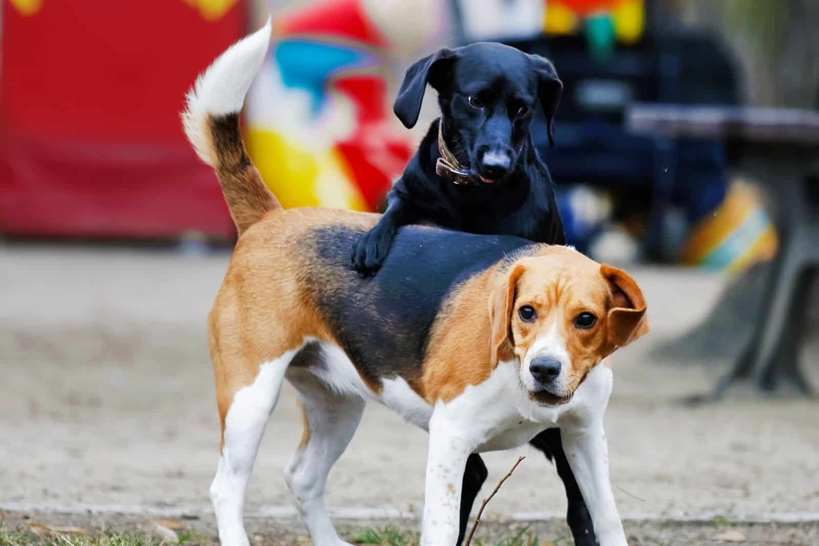 A Dog in Heat: What to Expect From a Female Dog After Mating