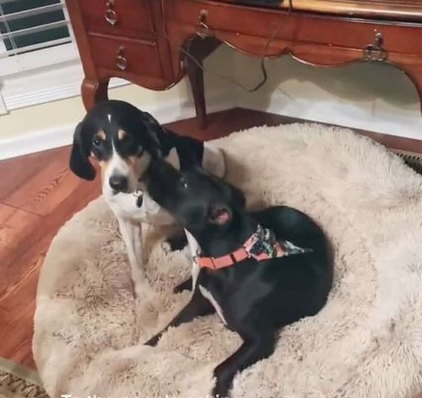 a dog licks a rescued dog while they sit on a fluffy pillow