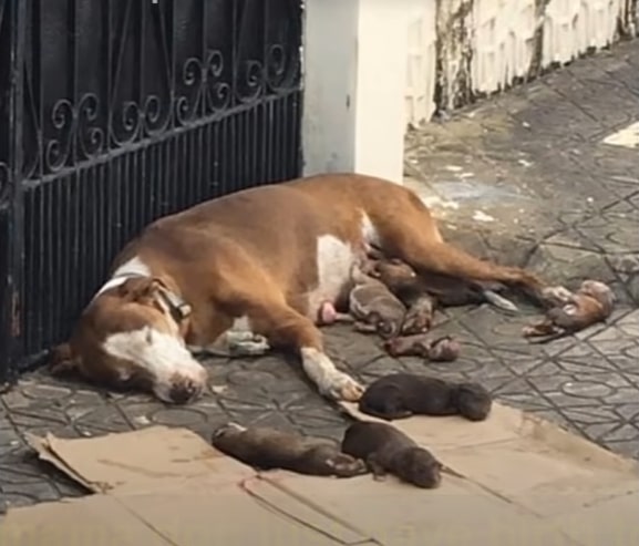 a dog lies next to its newborns on the street