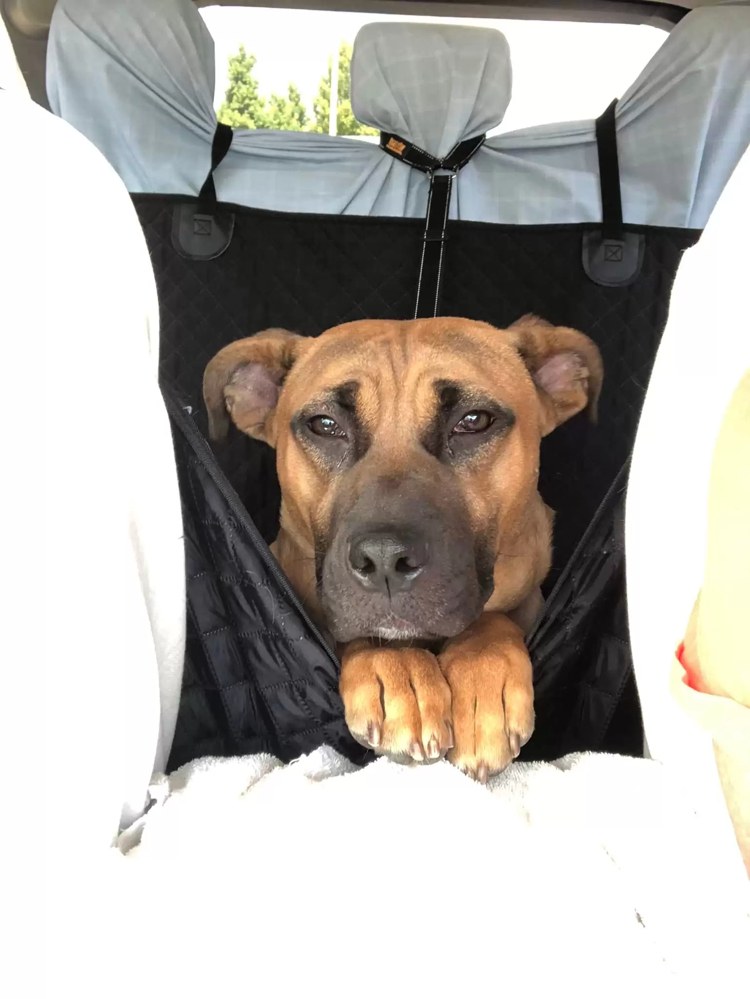 a dog looks ahead while driving a car