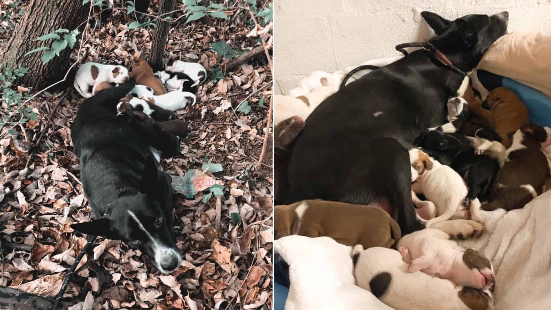 Women Hiking Shocked To Find The Entire Family Of Dogs Cuddled In A Pile Of Fallen Leaves