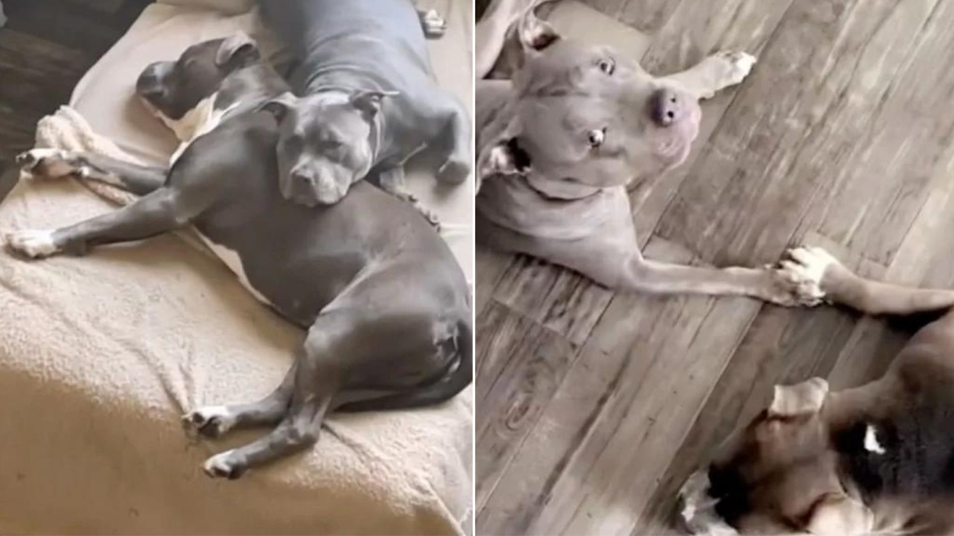 A Dog Mom Who Decided To Get Her Lonely Pittie A Friend Soon Realizes That She Made The Best Decision Ever