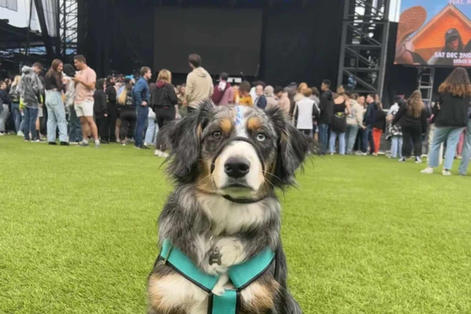 a dog on a leash sits on a meadow and looks at the camera