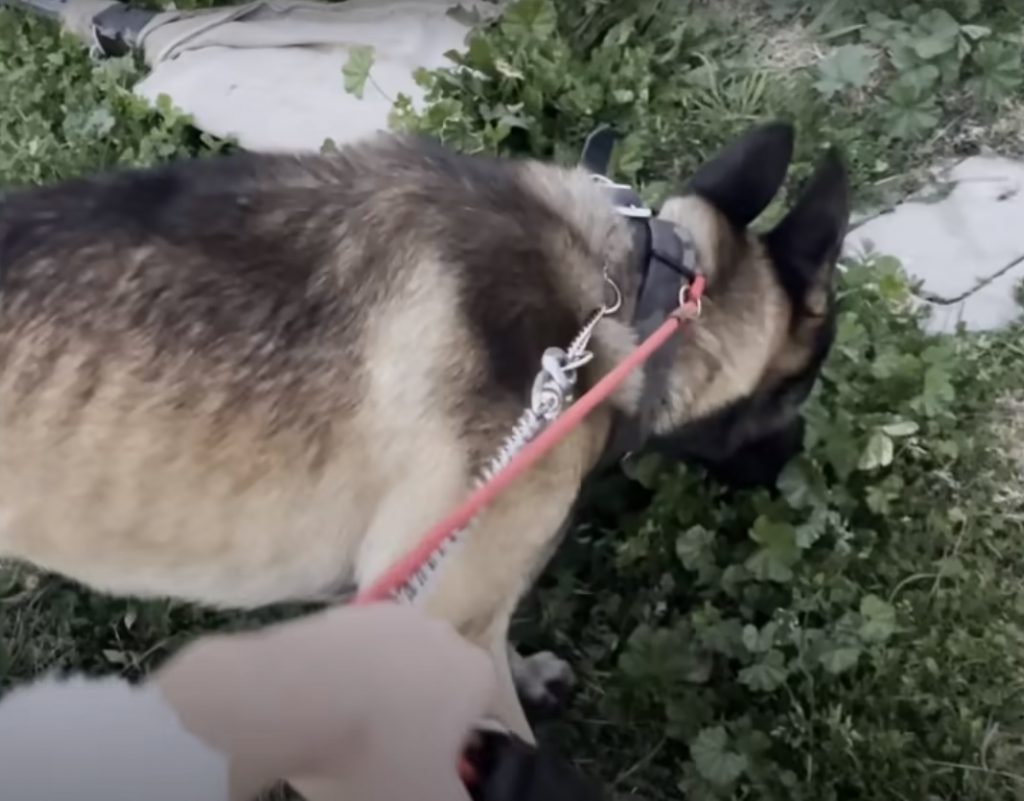 a dog on a leash sniffs the grass in the garden