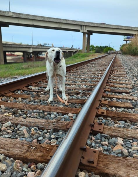 a dog on a railway