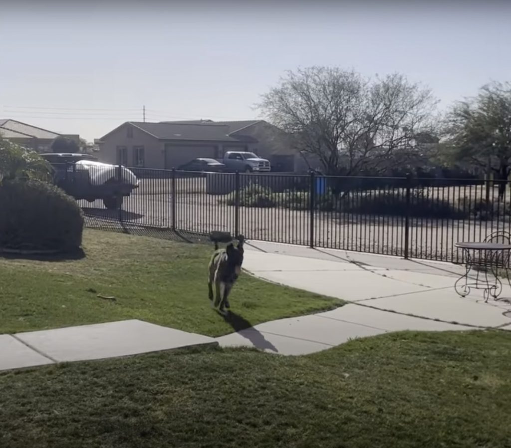 a dog runs around the garden with its tongue out