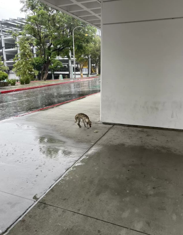 a dog sniffs food in front of the hospital on the sidewalk