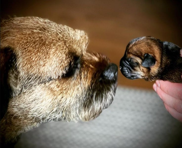 a dog sniffs its puppy