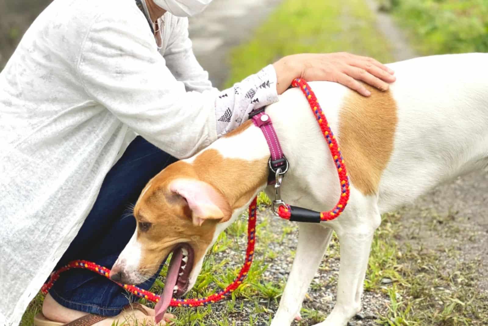 A dog sticking out his tongue during a walk