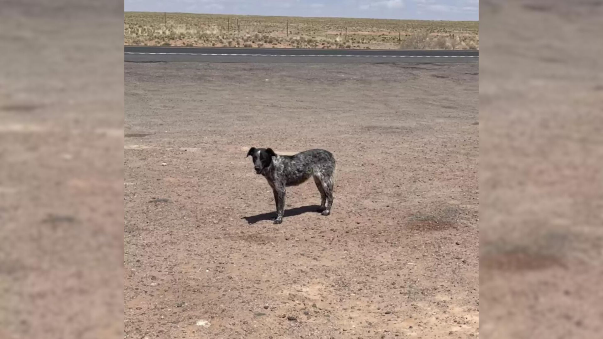 A Dog Stuck In The Middle Of The Highway Is Happy To Finally Be Rescued