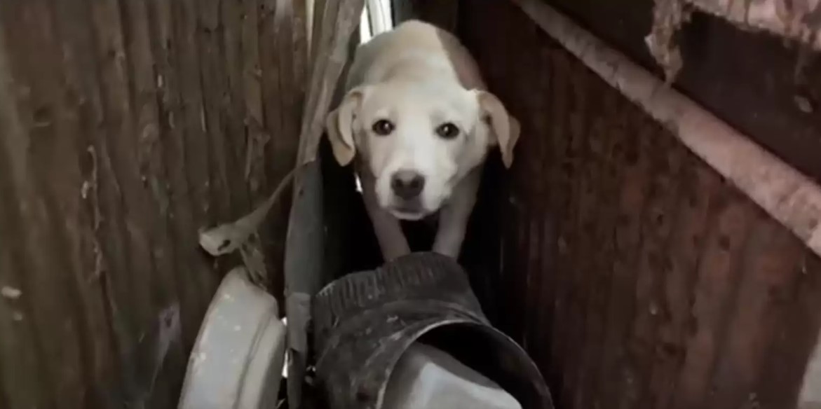 a dog that was rescued from the rubble