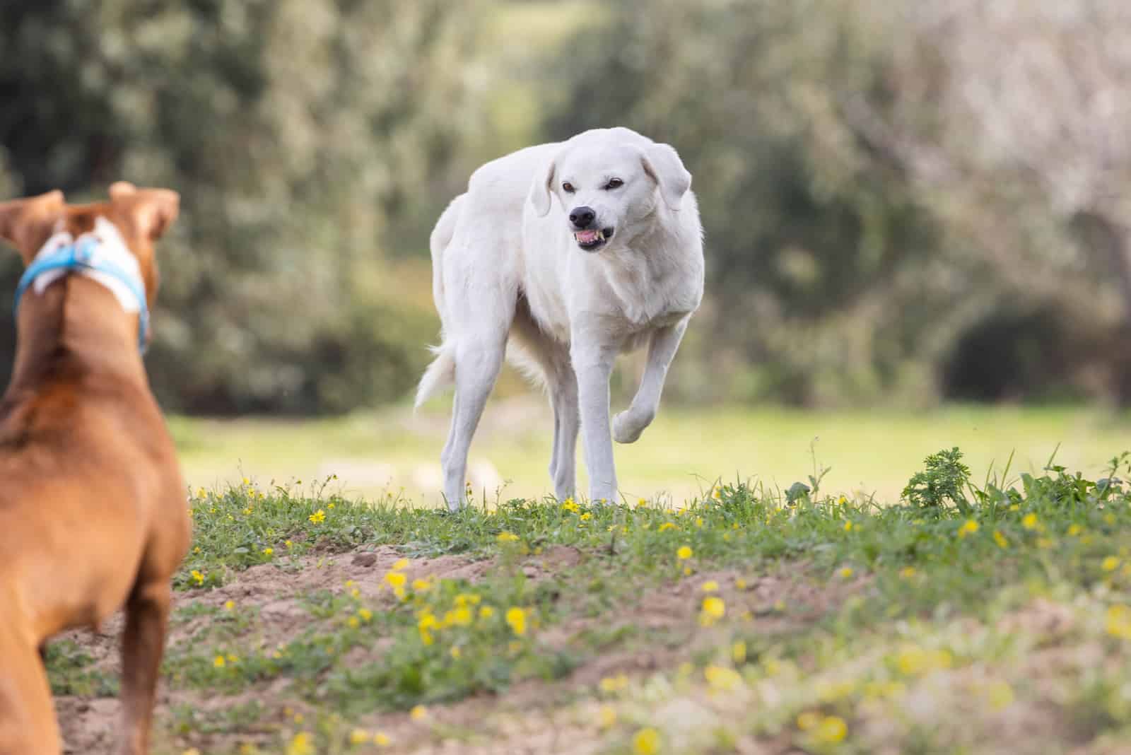 A dog threatens and shows teeth to another dog