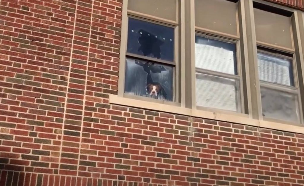 a dog trapped in an abandoned school