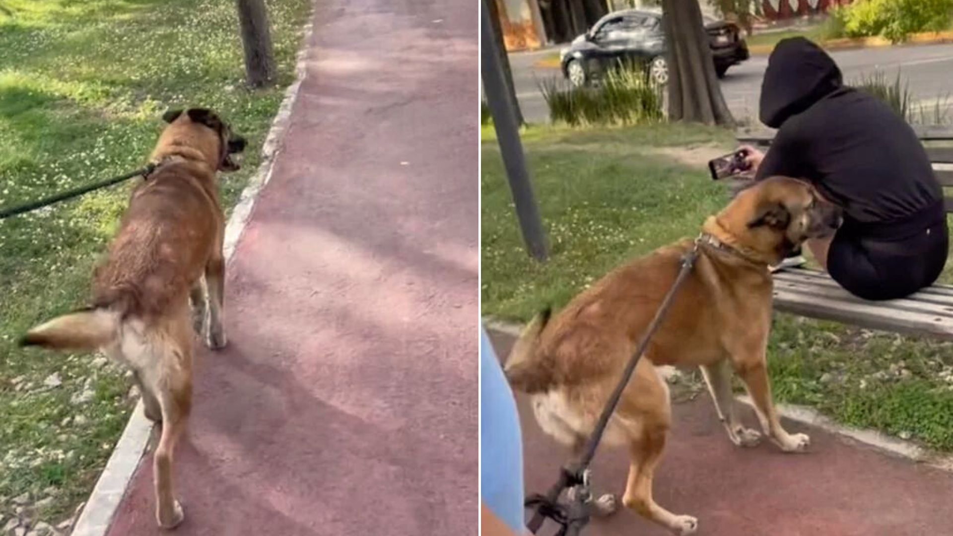 A Dog Walking In The Park Suddenly Recognizes The Woman On The Bench