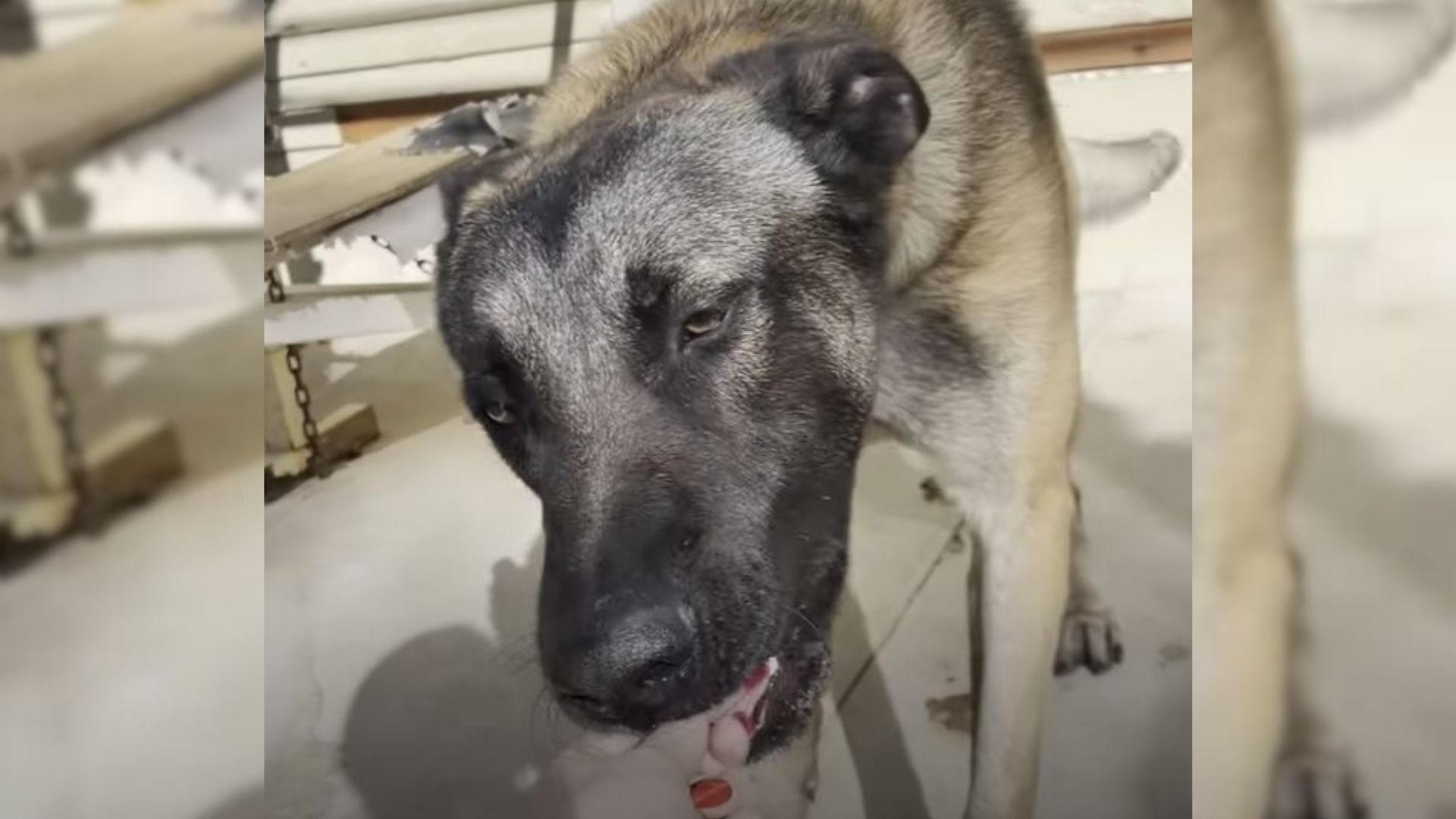 This Dog Spent Most Of His Life On The Chain Before Finally Being Rescued 