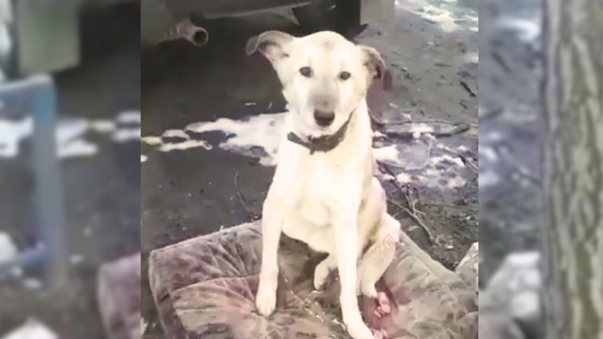 Loyal Dog Refuses To Leave The Spot Where His Family Abandoned Him