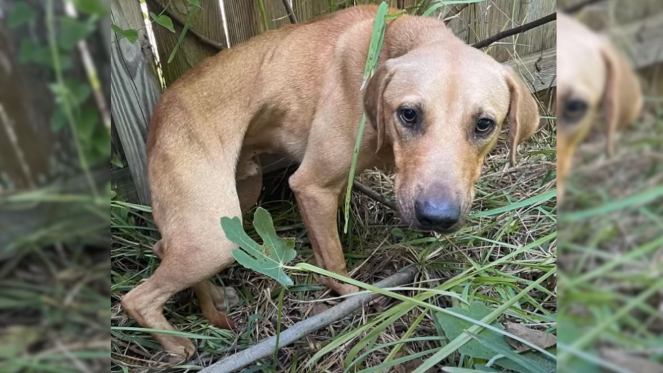 Abandoned Pup Found Next To A Dumpster Transforms Into A Brand New Dog