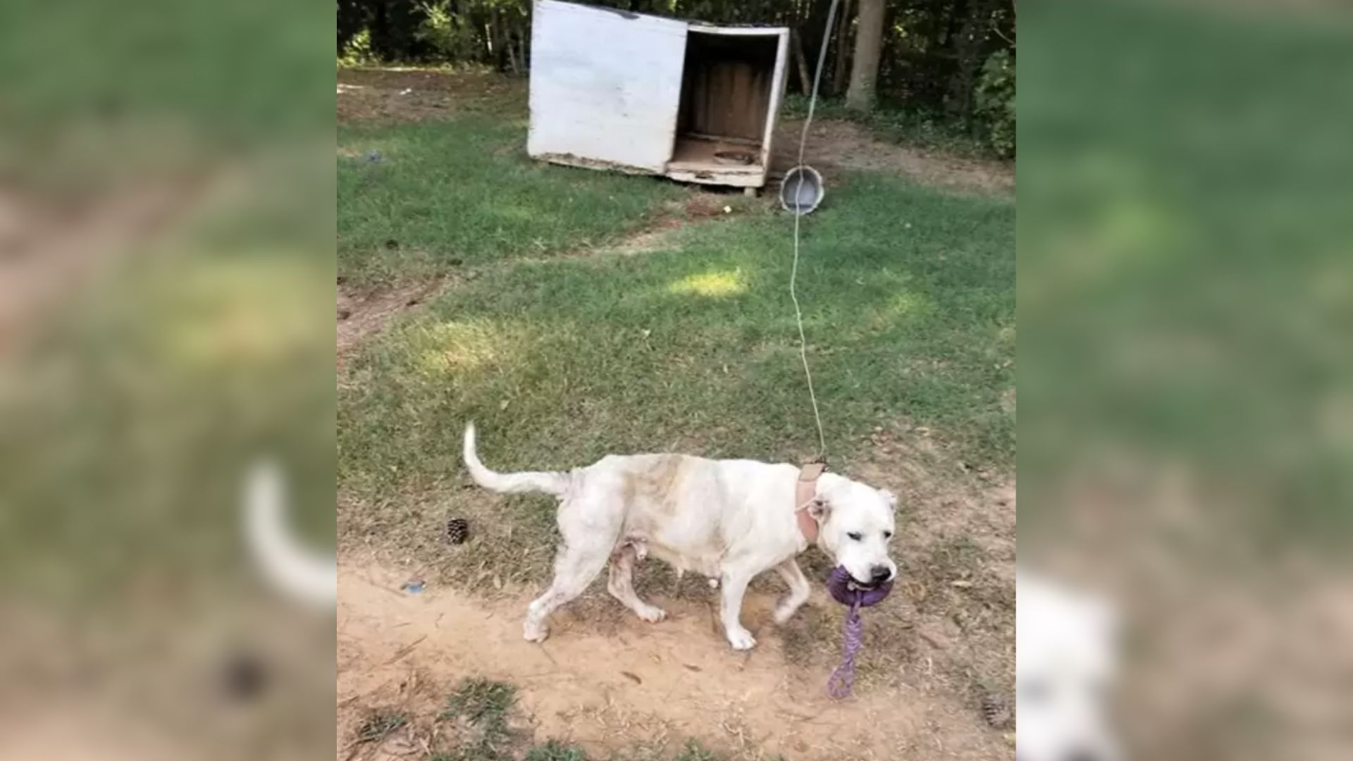 Rescuers From Virginia Were Shocked To Find A Dog Who Was Living On The Leash For Years