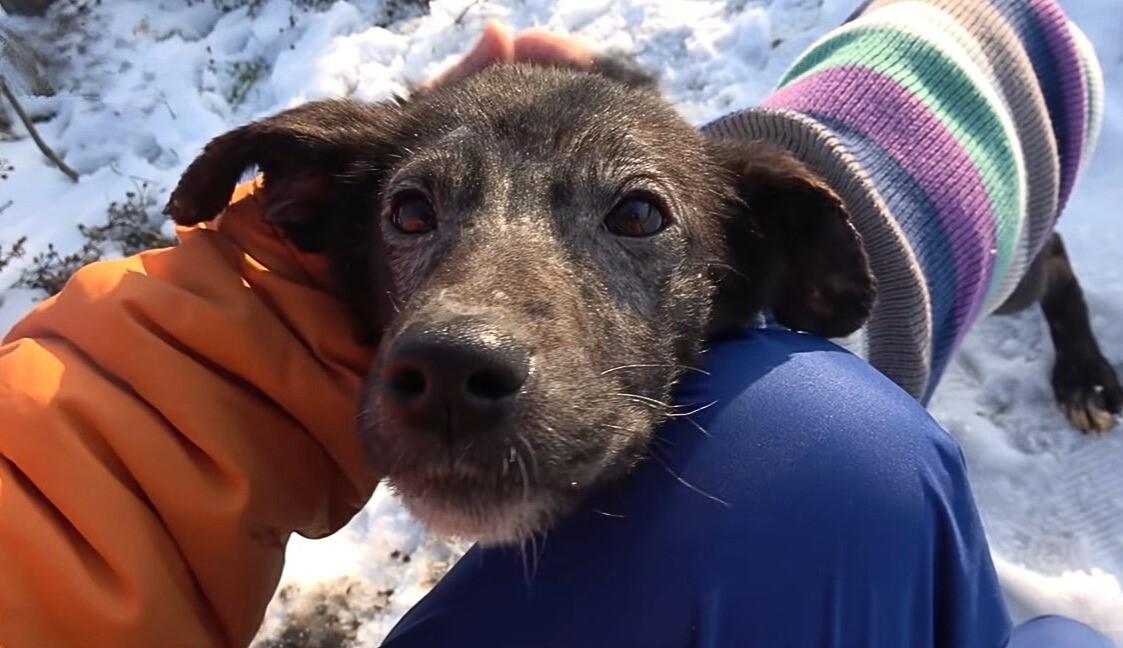 a dog with a coat stands in the snow and looks at the owner while petting him on the head