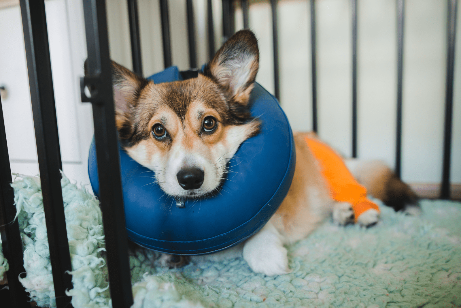 a dog with a collar around its neck is lying down