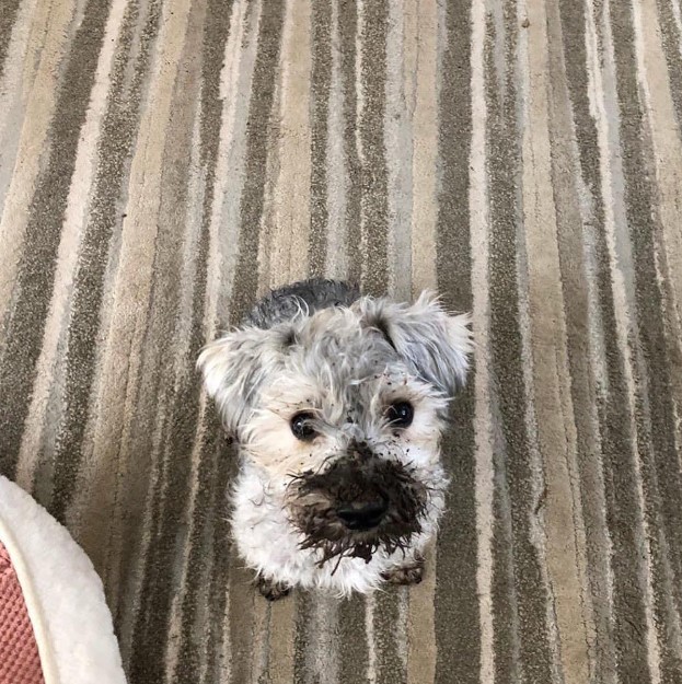 a dog with a dirty muzzle is looking at the camera