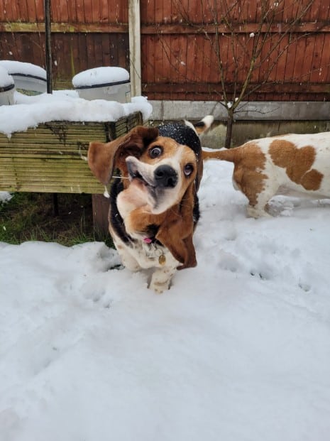 a dog with a distorted face runs in the snow