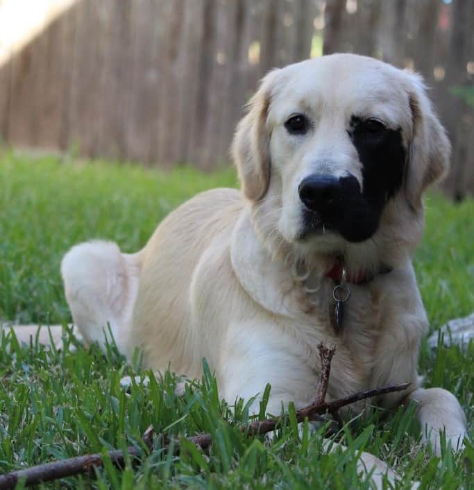 a dog with a genetic mutation is lying on the grass