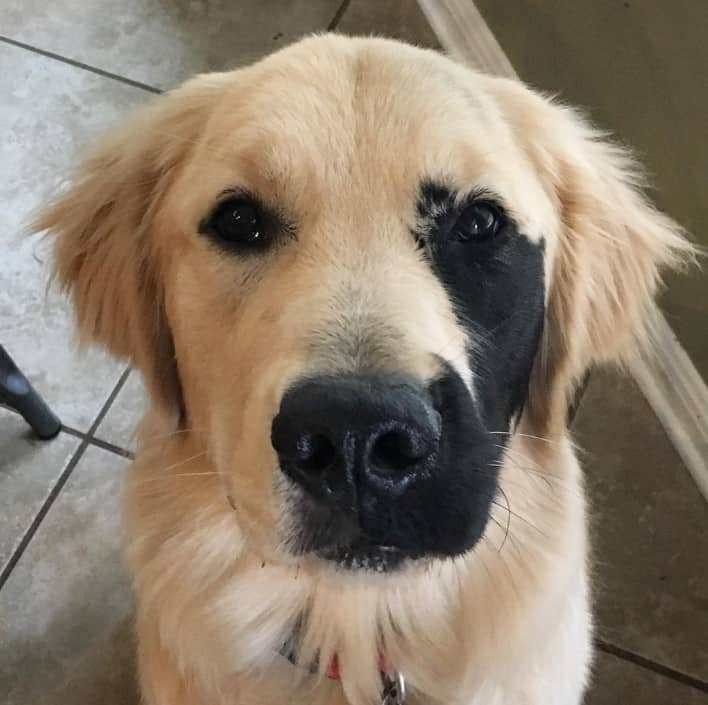 a dog with a genetic mutation sits and looks at the camera