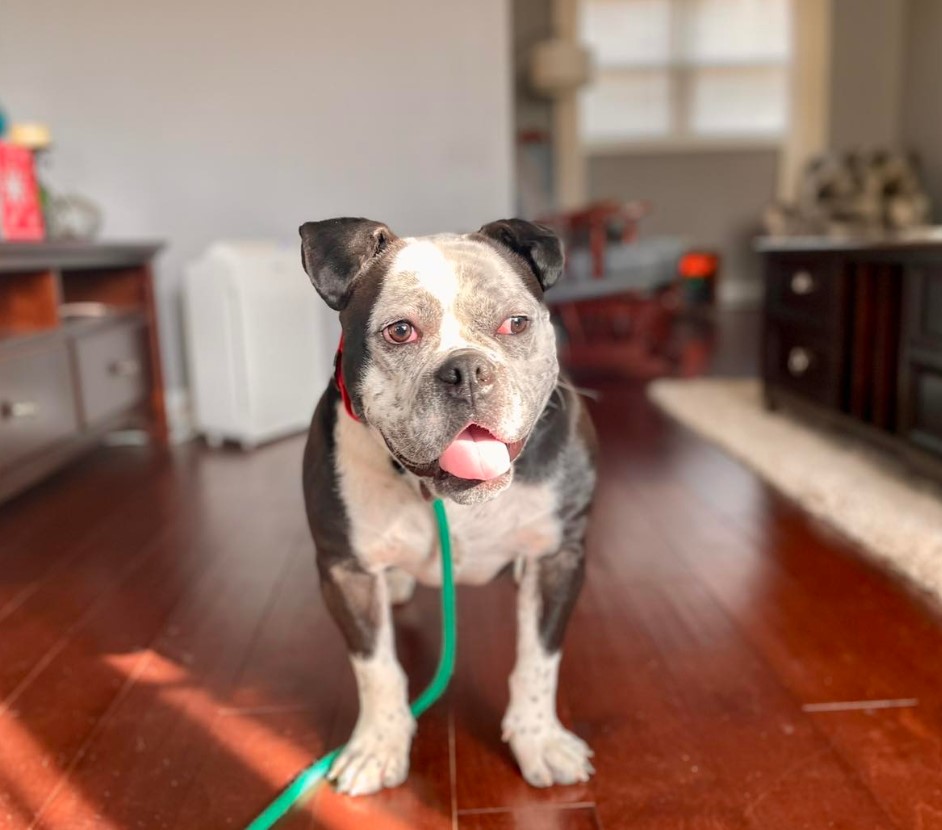 a dog with a green leash is standing on the parquet