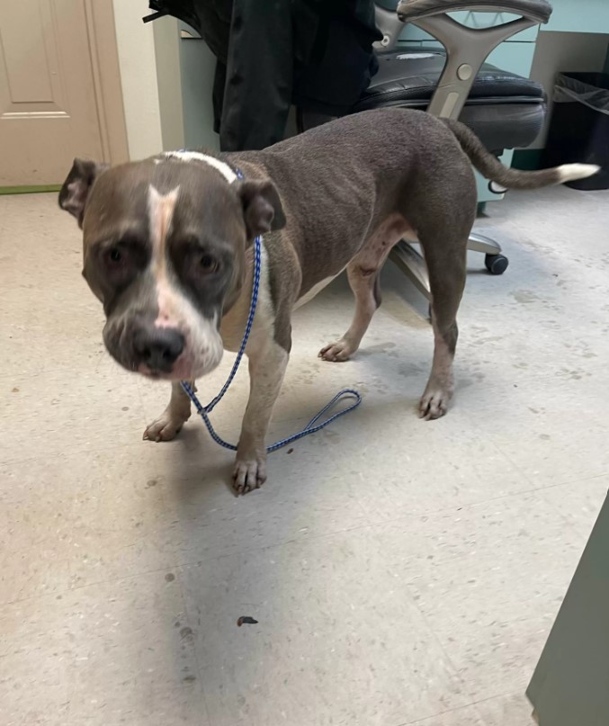 a dog with a leash is standing and looking at the camera