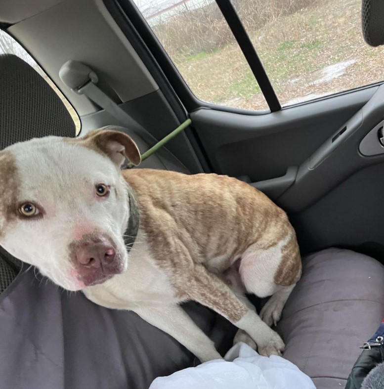 a dog with a sad look in the car