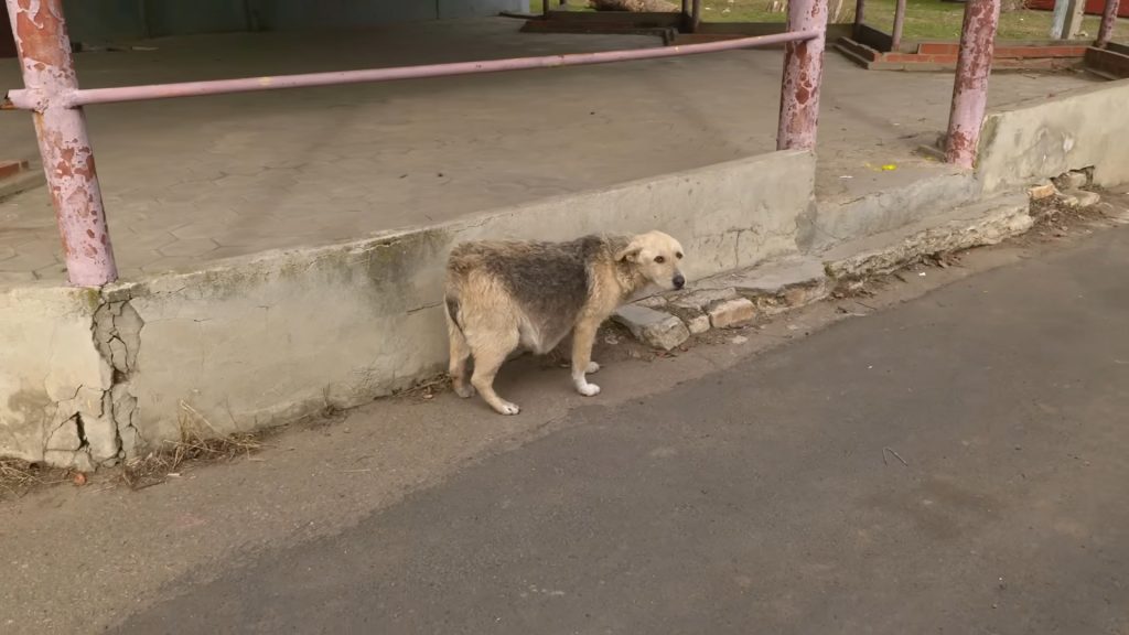 a dog with a swollen belly is standing on the street