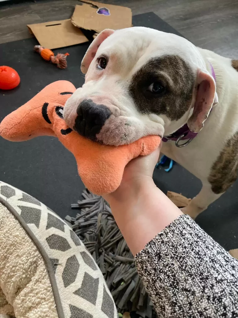 a dog with a toy in its mouth