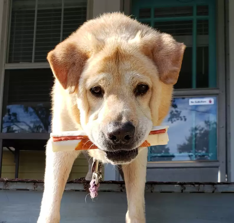 a dog with a treat in its mouth is standing on the pavement