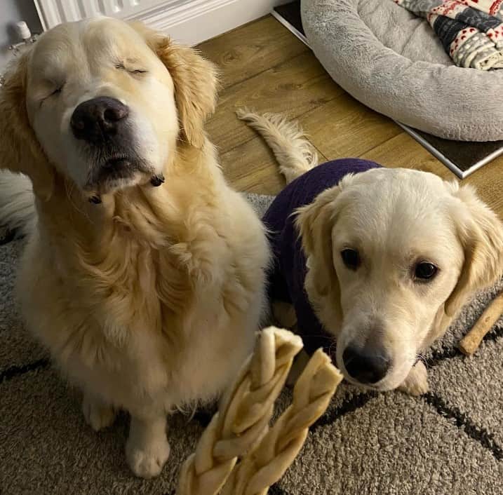 a dog with an elderly blind dog is waiting for food