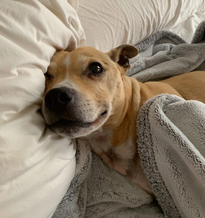 a dog with brown big eyes is lying in bed