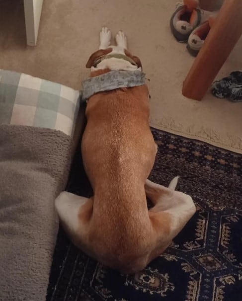 a dog with its legs extended forward is sleeping