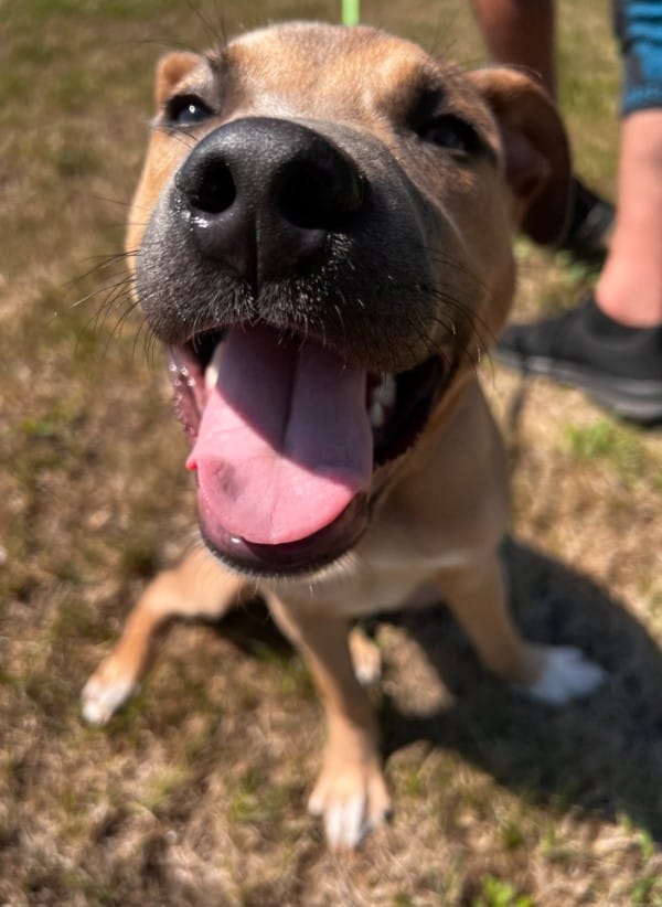 a dog with its tongue out is sitting on the grass