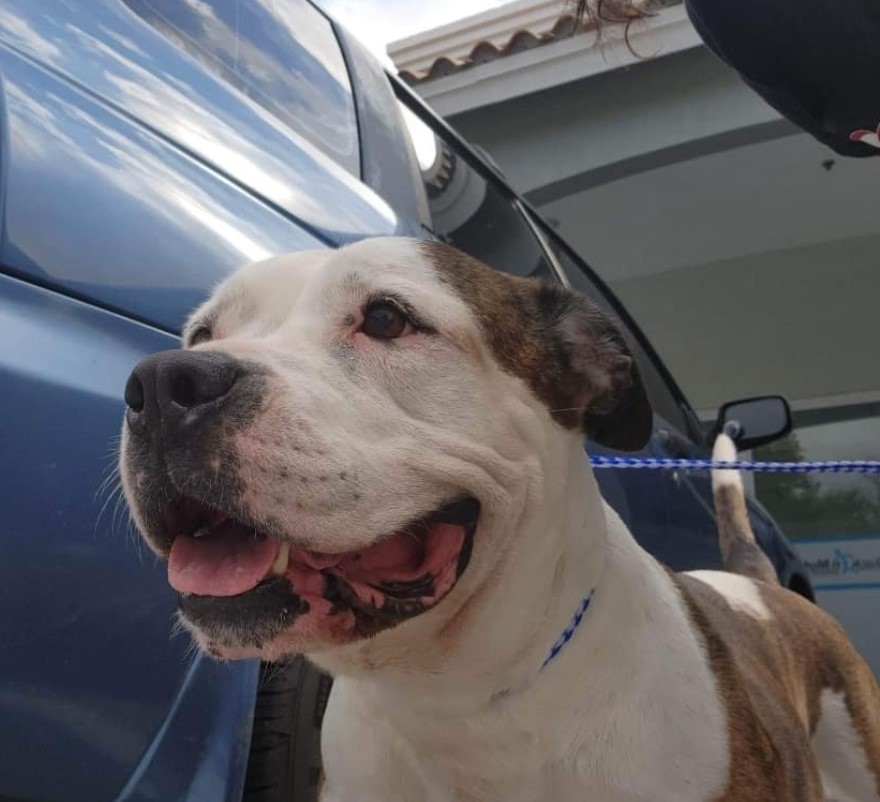 a dog with its tongue out on a leash looks into the distance