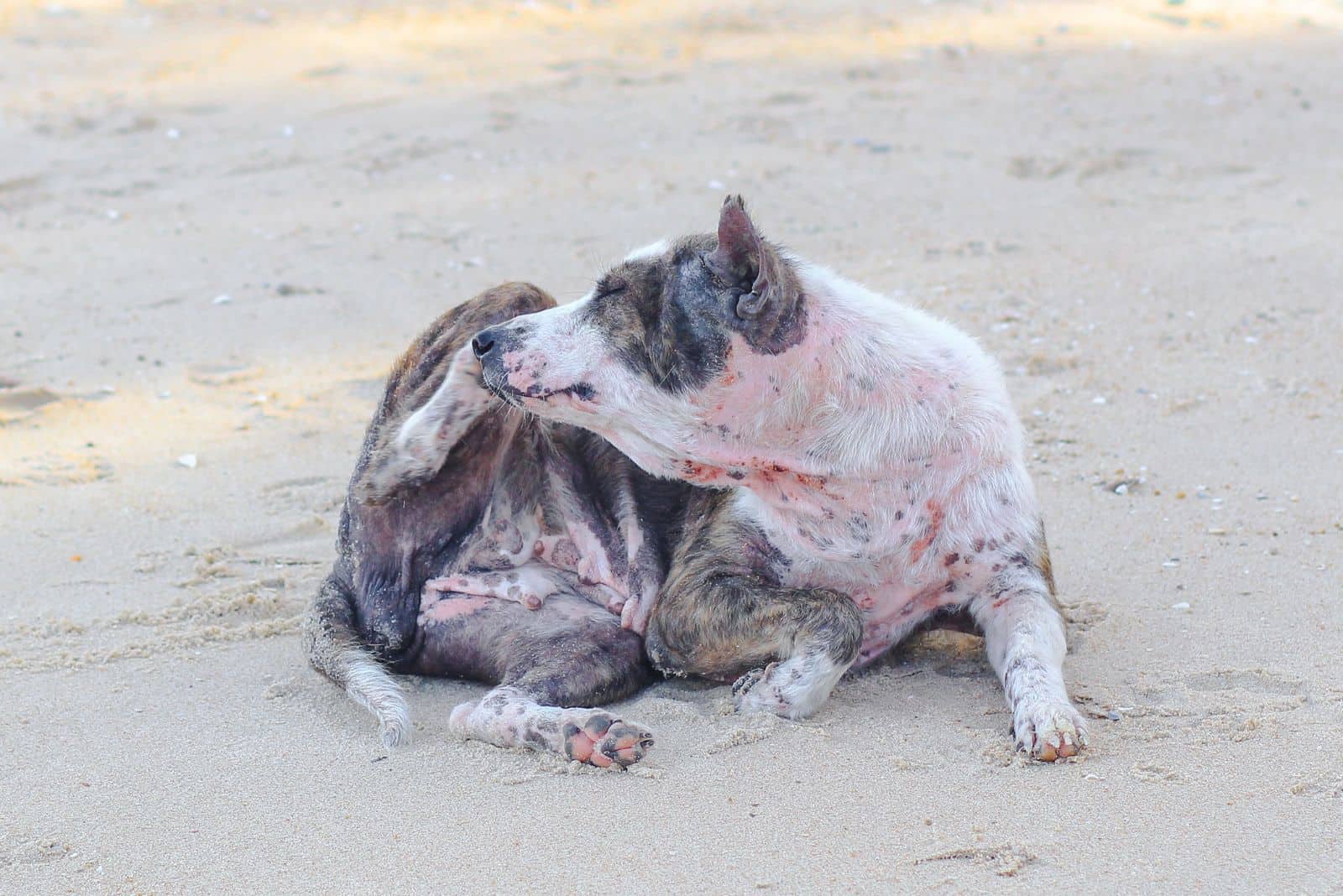 a dog with mange is sitting on the pavement and scratching