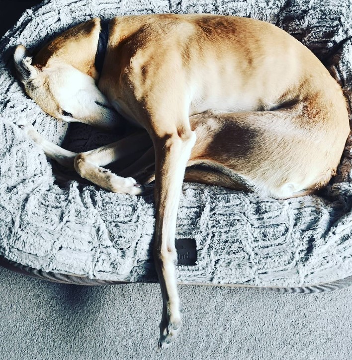 a dog with one paw outstretched is sleeping on a pillow