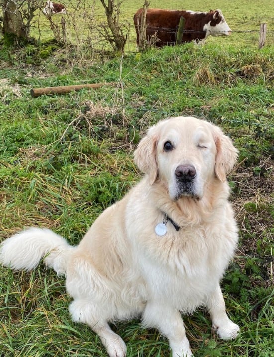 a dog without one eye is sitting on the lawn