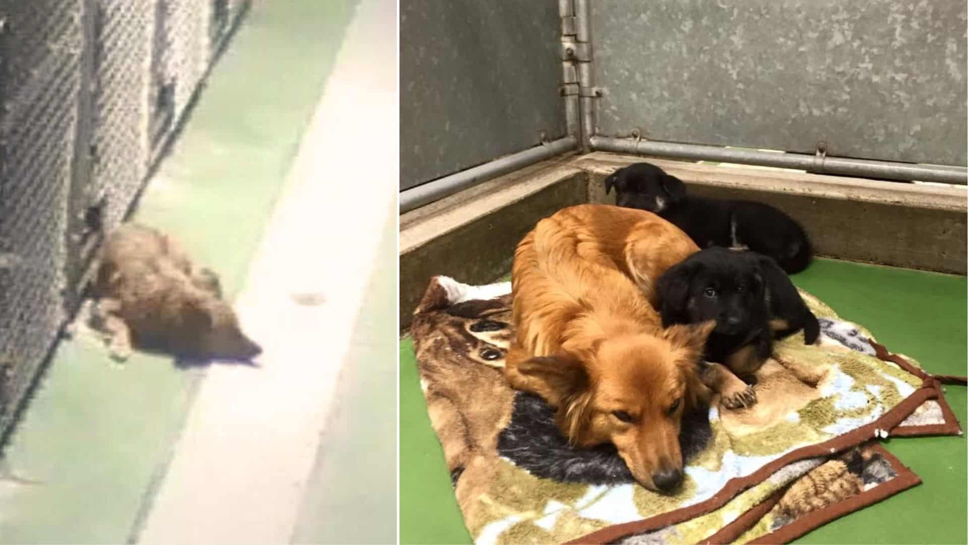 This Dog Leaves Her Kennel Every Night, And The Reason Will Shock You