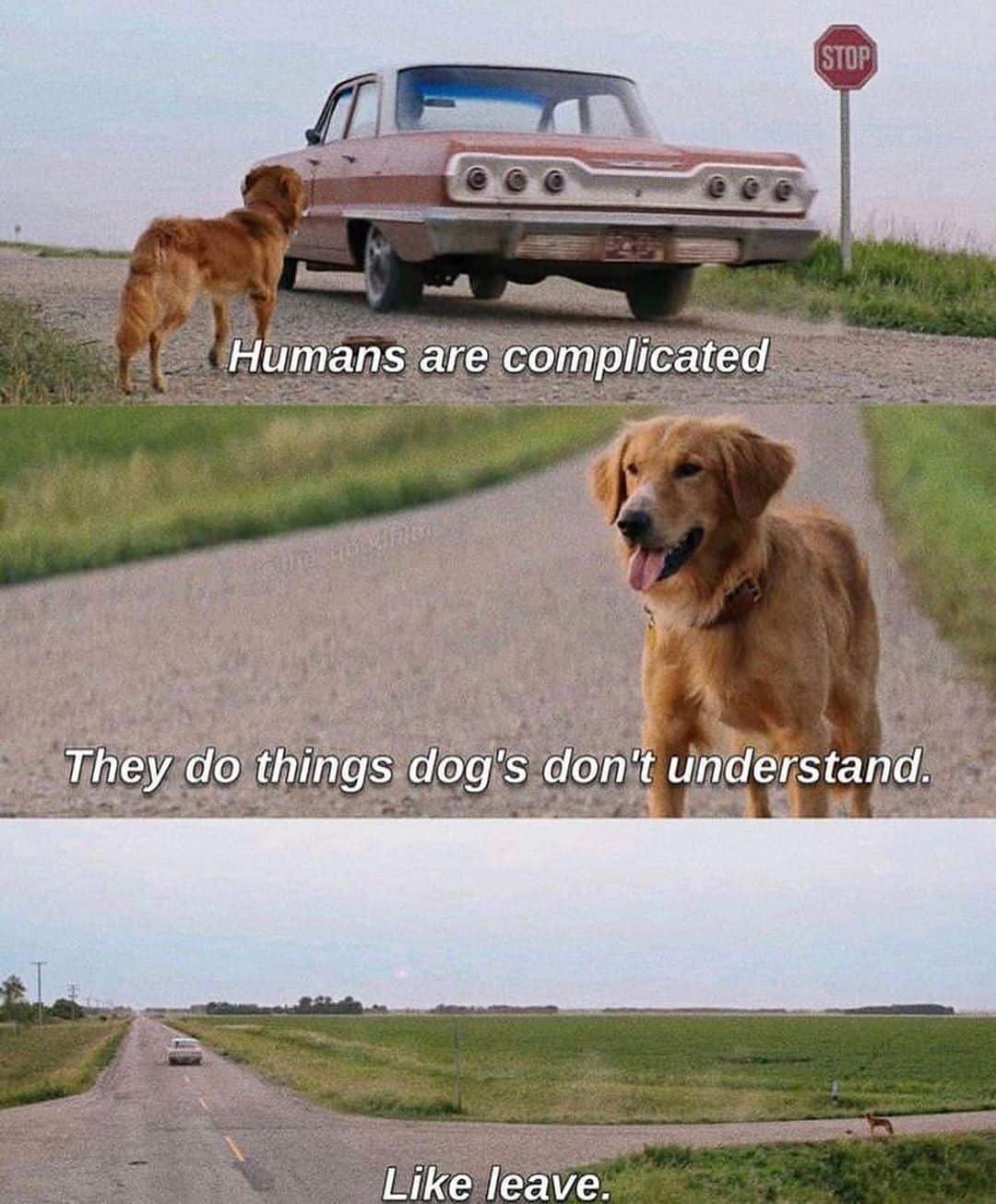 A Dog’s Purpose