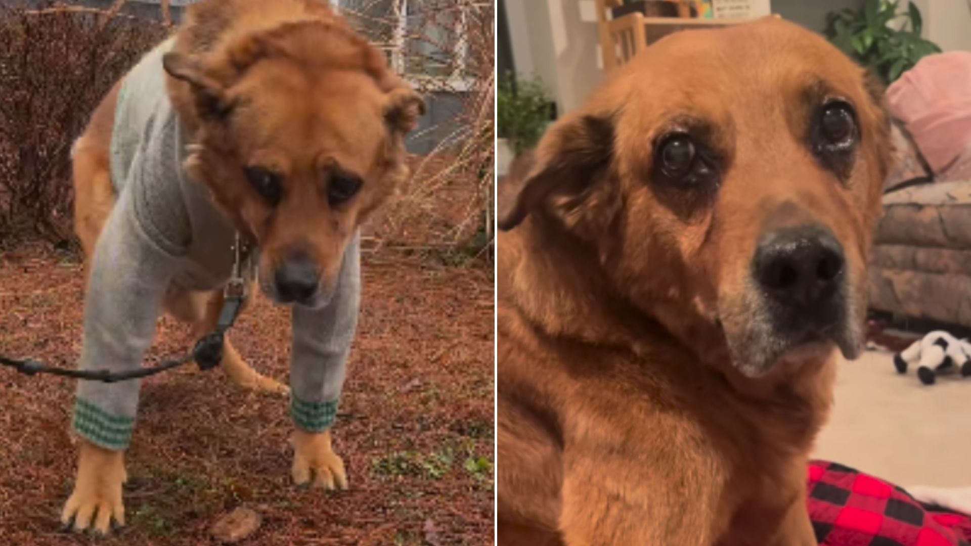 Heartbroken 13-Year-Old Dog Was Facing Euthanasia Because His Family Was Moving