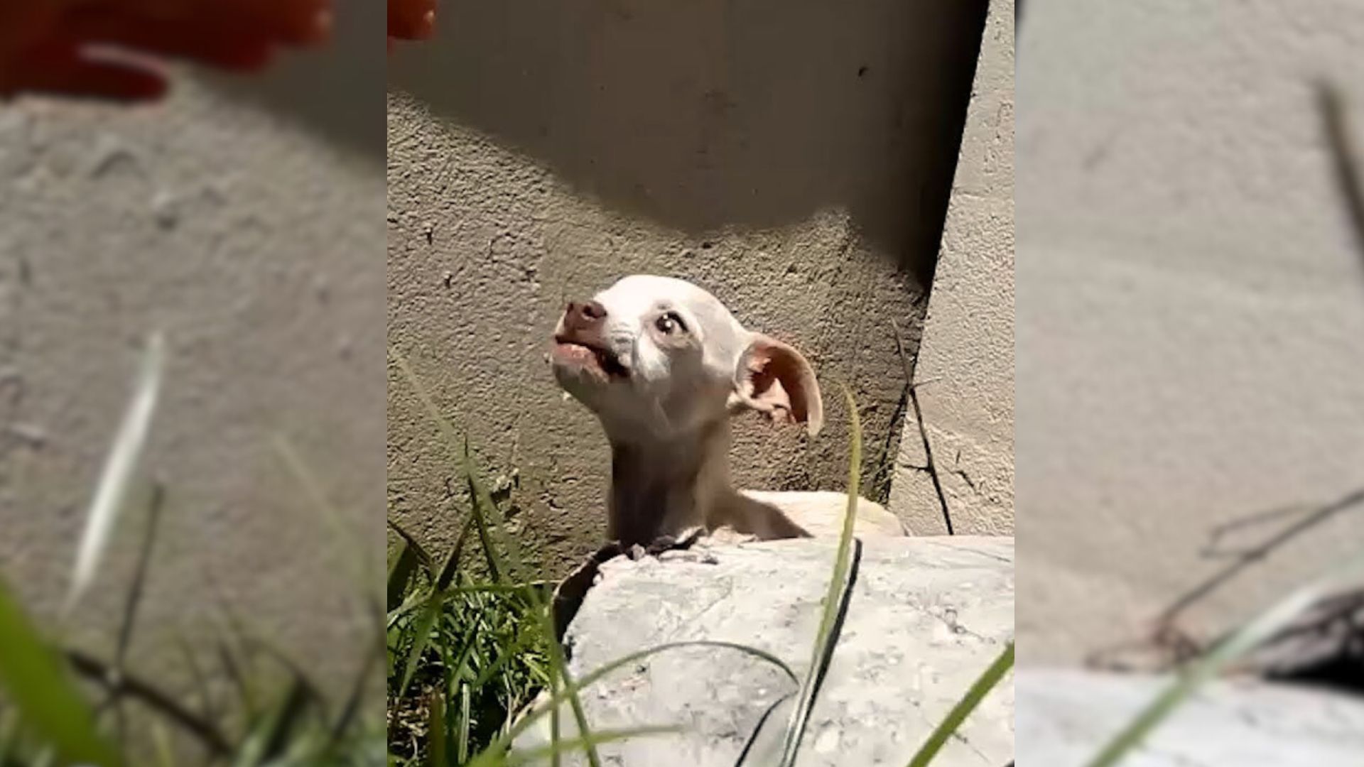 A Family Discovers An Abandoned Little Puppy Trembling With Fear Under A Bridge