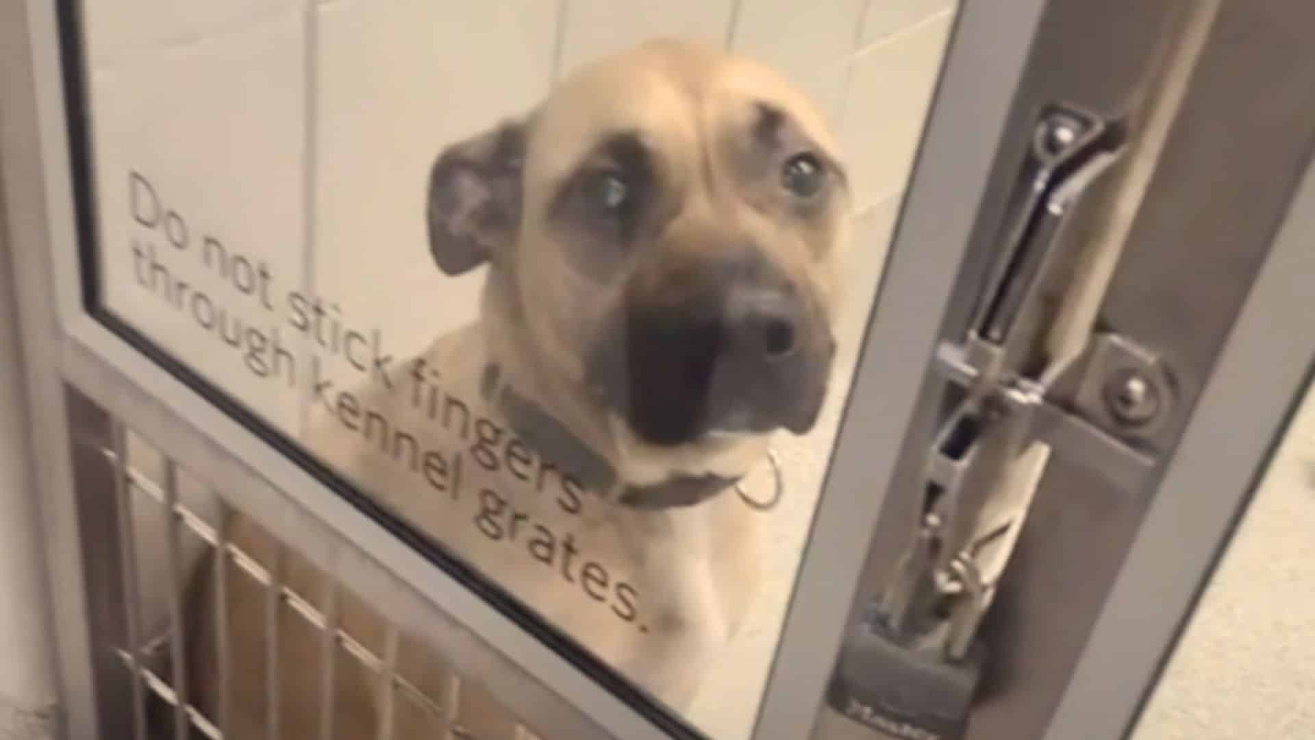 A Family Is Reunited With A Missing Dog After A Mistake At The Shelter