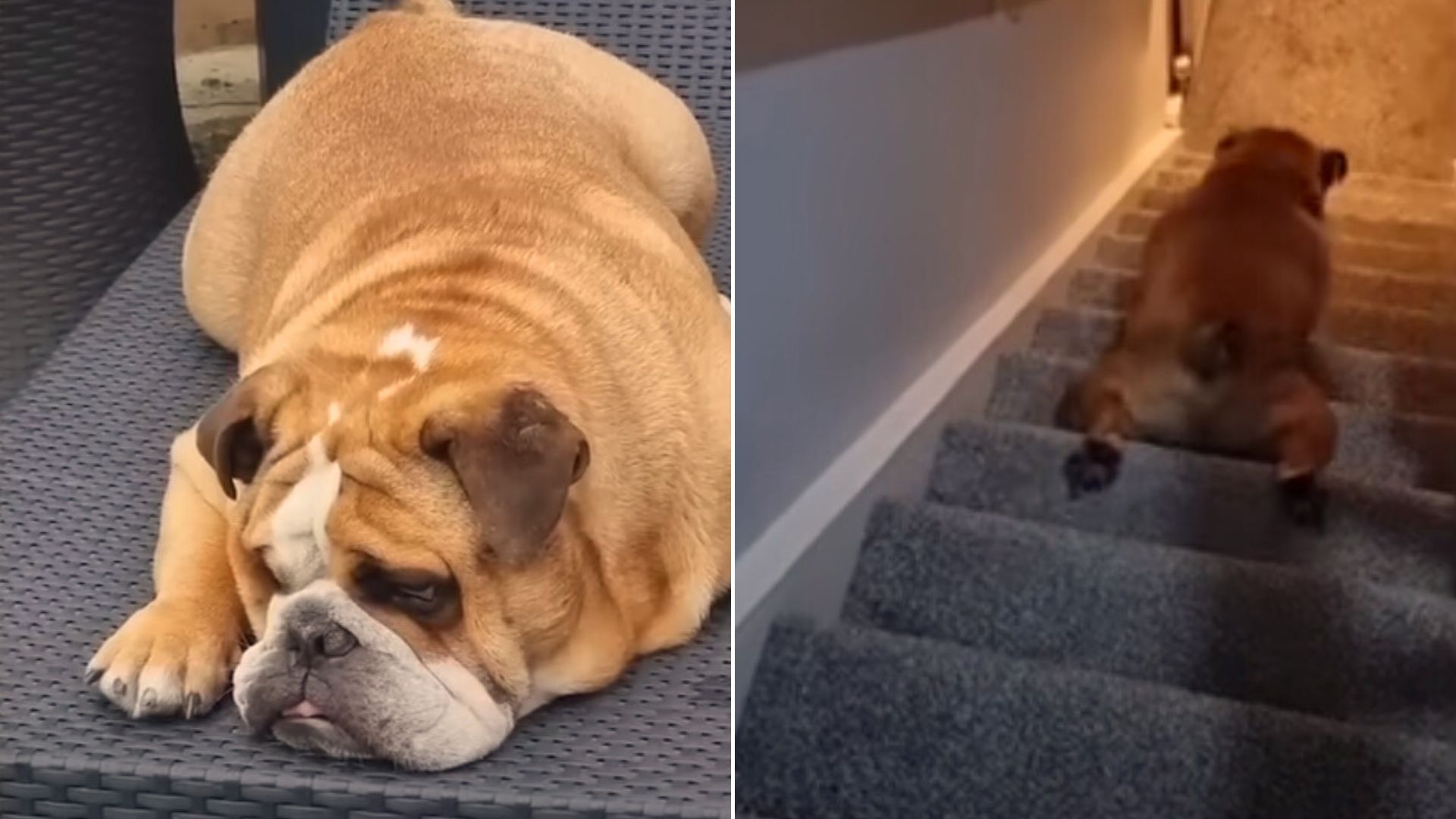 Family Notices Their Dog Has A New Habit And It Is Hilarious