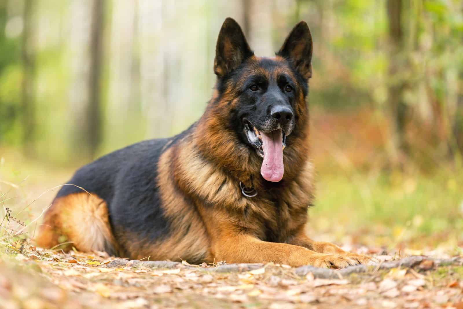 a fat German shepherd lies in the forest